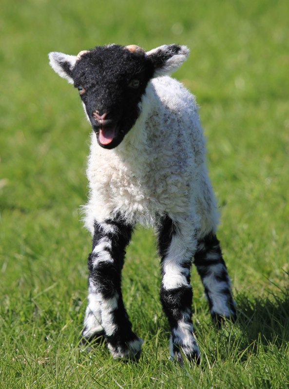 Lamb, Yorkshire Dales