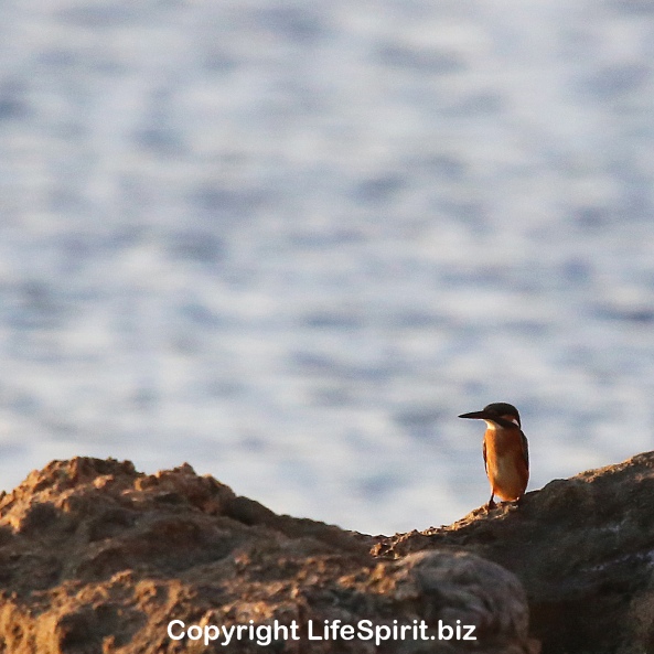 Kingfisher, Birds, nature, Wildlife Photography, Life Spirit, Mark Conway